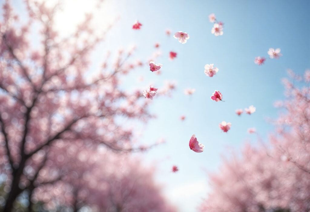 #springinjapan #cherryblossoms