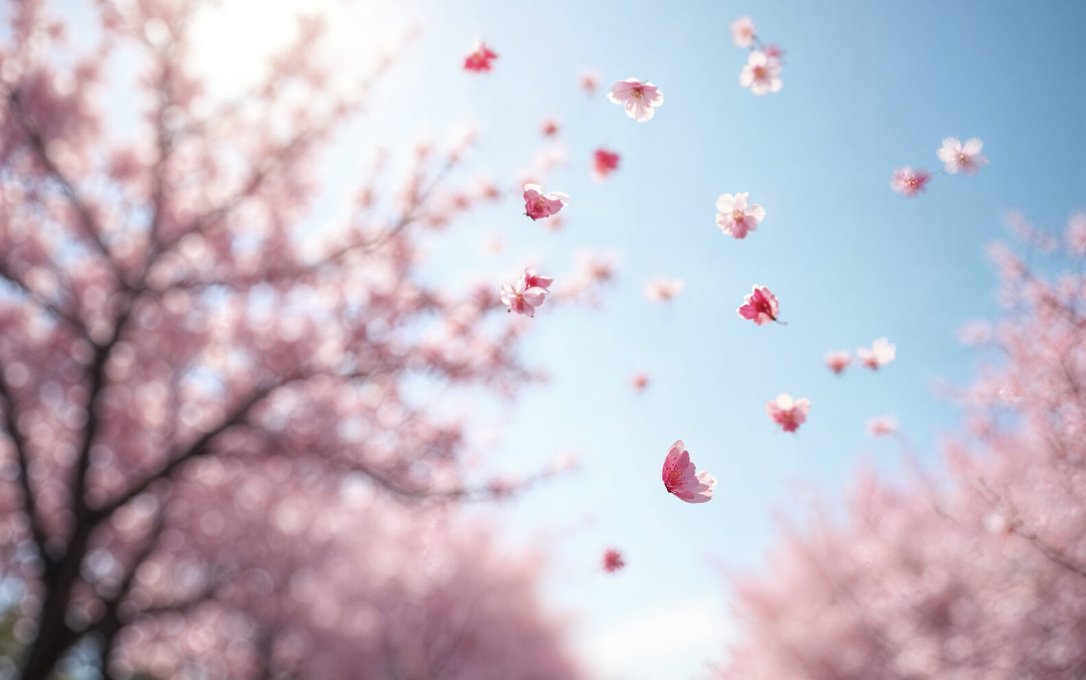 #springinjapan #cherryblossoms