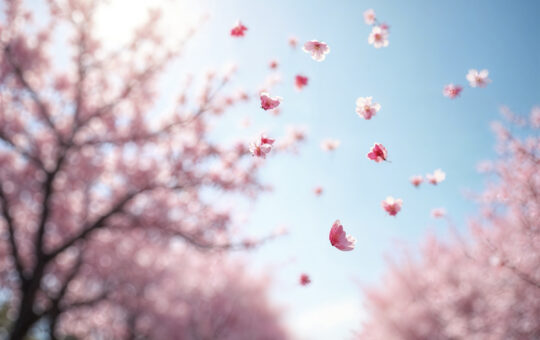 #springinjapan #cherryblossoms