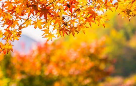 Talk about autumn weather and seasonal changes Describe colors and clothing using simple adjectives Share their favorite fall foods and activities Use like/love + noun/verb-ing to express personal preferences